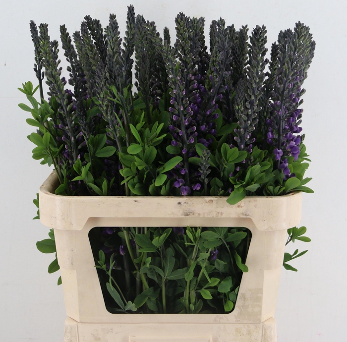 <h4>BAPTISIA AUSTRALIS</h4>