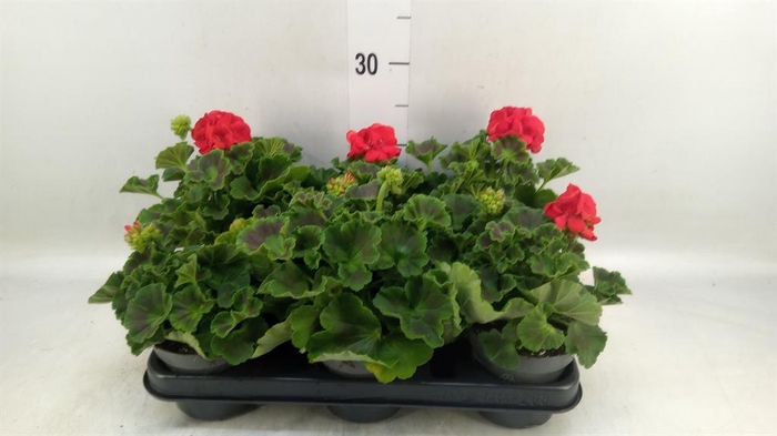 <h4>Pelargonium p.x z. 'Toscana Senna'</h4>