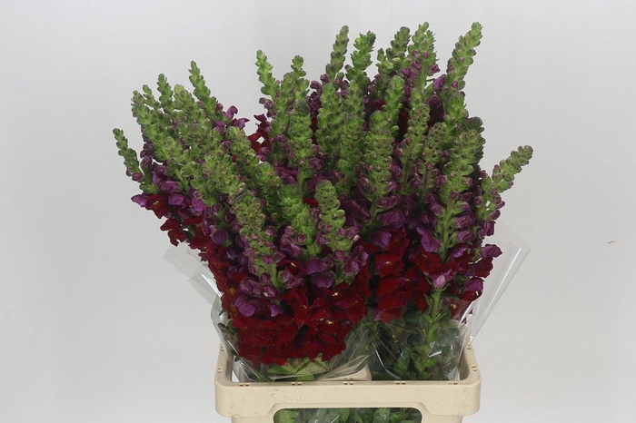 Antirrhinum Potomac Bordeaux