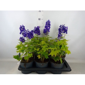 Delphinium el. 'Magic Fount'  ..mix