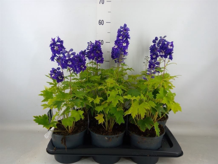 <h4>Delphinium el. 'Magic Fount'  ..mix</h4>