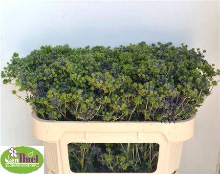 <h4>Eryng Pl Mag Purple St</h4>