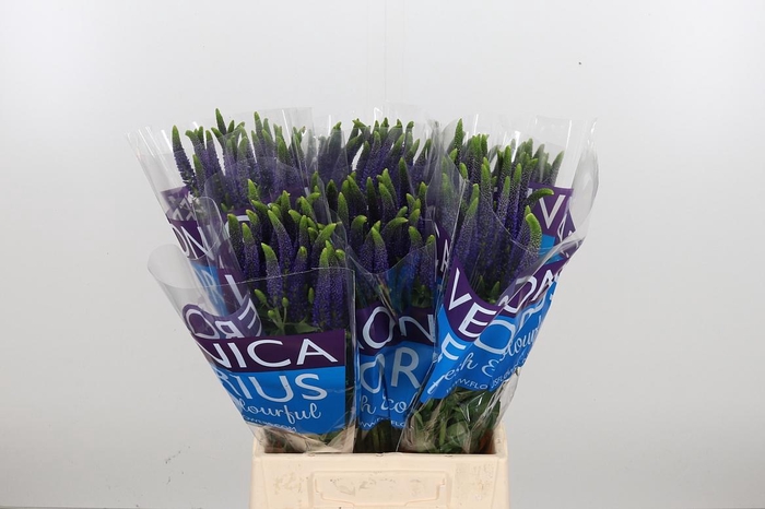 <h4>Veron Smart Navy</h4>