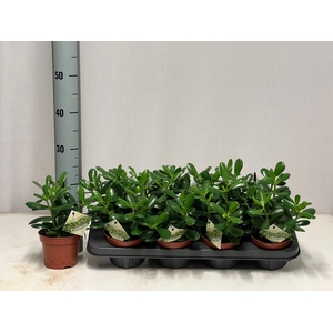 CRASS OVATA