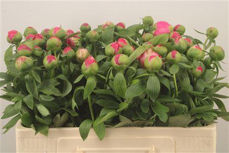 <h4>Paeo L Flame</h4>