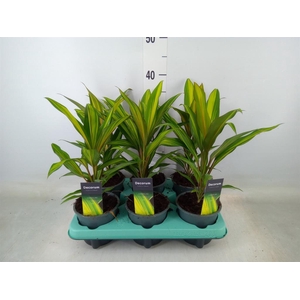 Cordyline fruti. 'Kiwi'