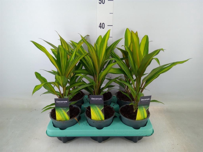 <h4>Cordyline fruti. 'Kiwi'</h4>