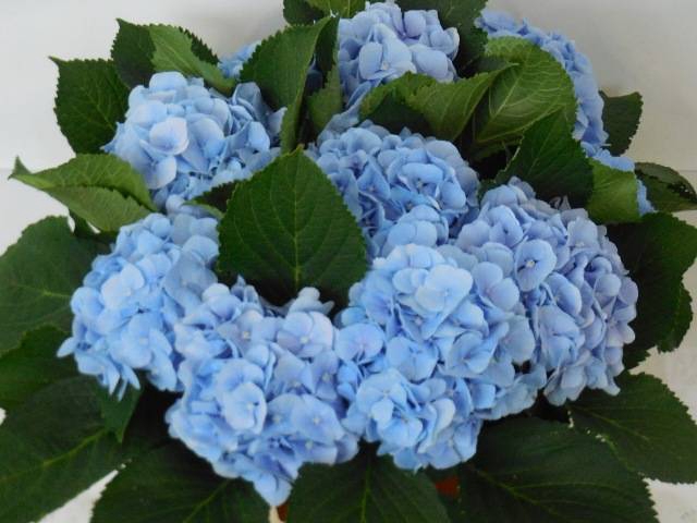 <h4>HYDR M CH VERENA BL</h4>