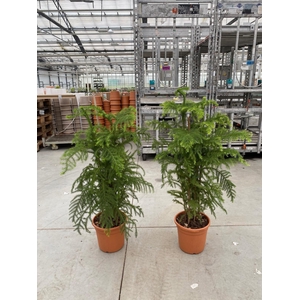 Araucaria Heterophylla - pot 22 cm