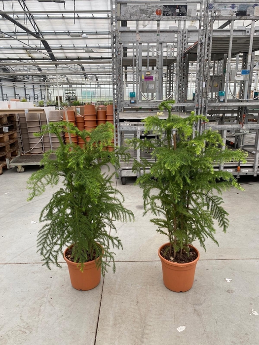 <h4>Araucaria Heterophylla - pot 22 cm</h4>
