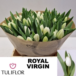 TU EN ROYAL VIRGIN