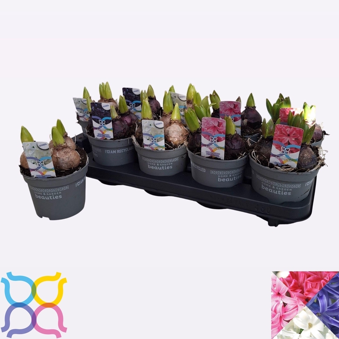 <h4>HYACIN GEM 4 KL</h4>