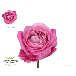 Rosa Premium All 4 Love