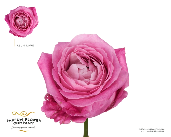 <h4>Rosa Premium All 4 Love</h4>