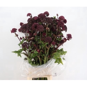 ANGELICA GIGAS