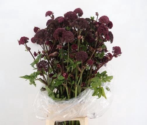 <h4>ANGELICA GIGAS</h4>