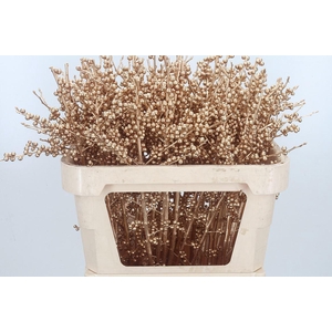 Ilex Kl Bh Antiek Goud