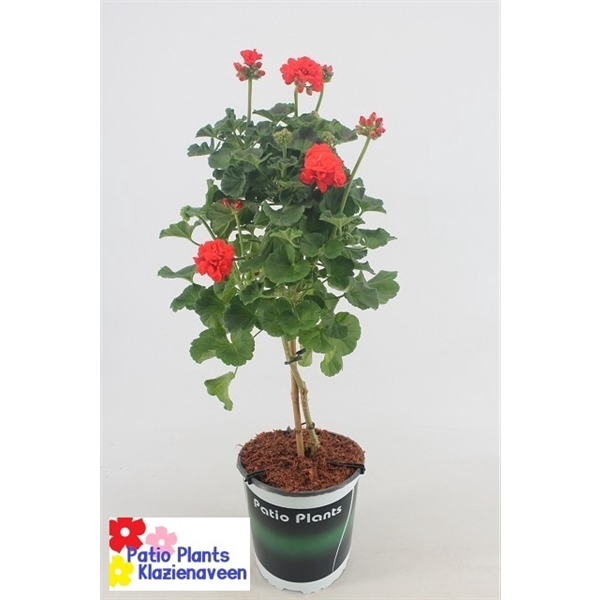 Pelargonium Zonale rood 19 stam
