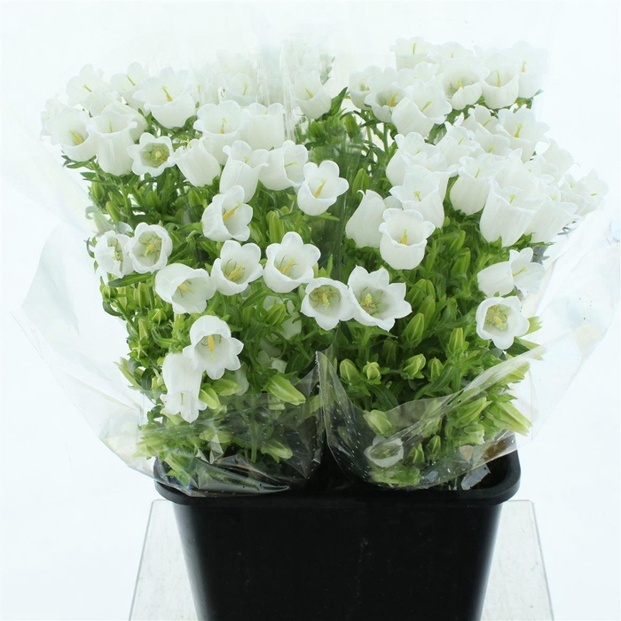 <h4>Campanula Med Champion White</h4>