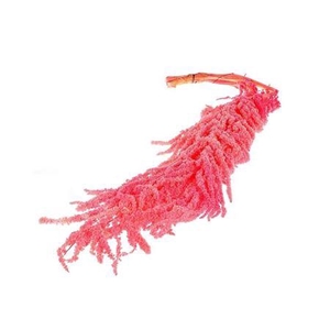 Pres Amaranthus Caud. Pink Bunch