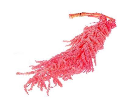 <h4>Pres Amaranthus Caud. Pink Bunch</h4>