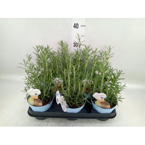 Rosmarinus offi.   ...