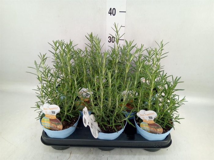 <h4>Rosmarinus offi.   ...</h4>