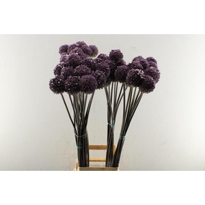 Allium Summer Drummer L 100