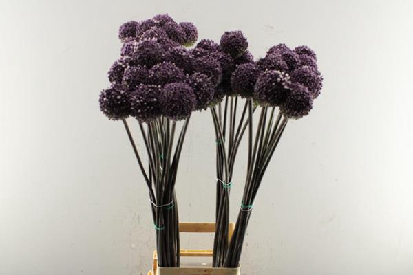 <h4>Allium Summer Drummer L 100</h4>