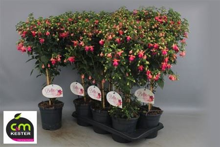 <h4>Fuchsia overig</h4>