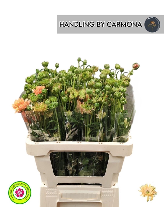 <h4>RANUNCULUS OV</h4>