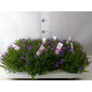 Campanula porten. 'Ambella In Prpl'