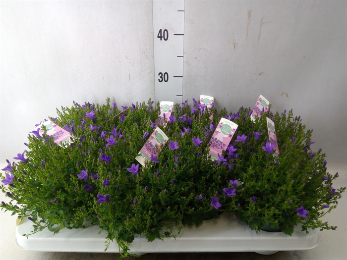 <h4>Campanula porten. 'Ambella In Prpl'</h4>