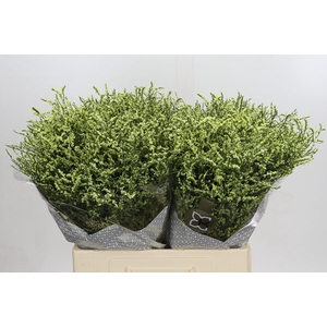 Limonium China Lemon