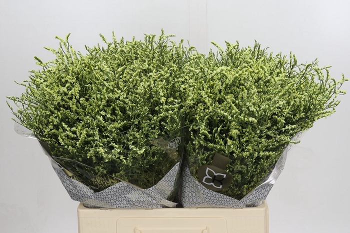 <h4>Limonium China Lemon</h4>