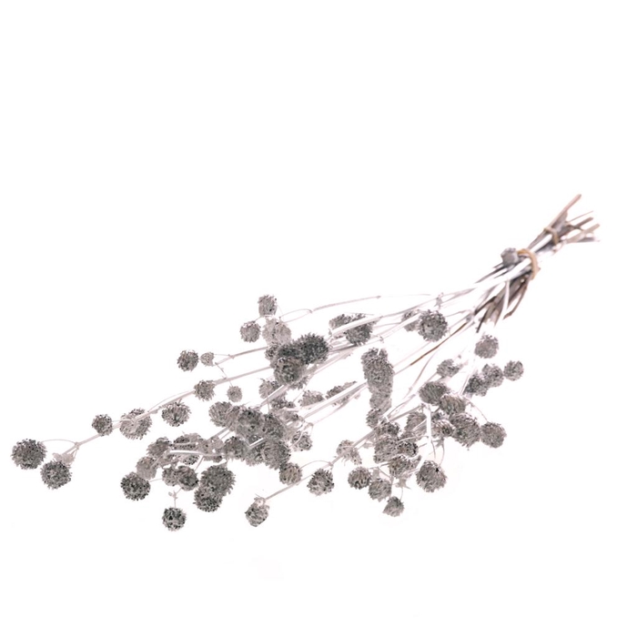 <h4>Calicarpa Silver</h4>