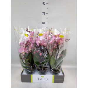 Phalaenopsis   ...rose