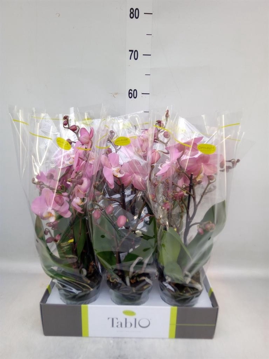 <h4>Phalaenopsis   ...rose</h4>