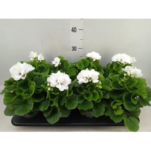 Pelargonium gran.   ..