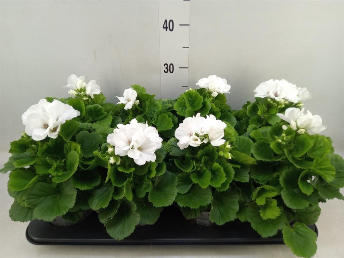 <h4>Pelargonium gran.   ..</h4>