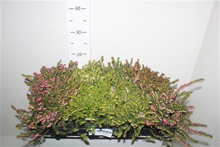 <h4>Eric Da Gem</h4>