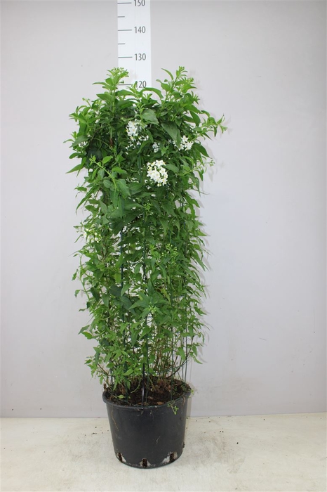 <h4>Solanum Jasminoides Zuil</h4>