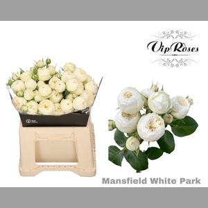 R TR MANSFIELD WHITE PARK x20