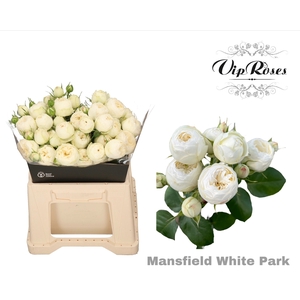 R TR MANSFIELD WHITE PARK x20