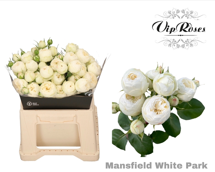 <h4>R TR MANSFIELD WHITE PARK x20</h4>