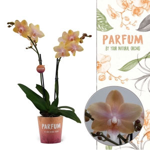 Phalaenopsis  'Bolgheri Lemon'