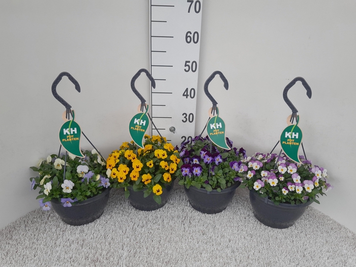 <h4>VIO CO MIXK</h4>