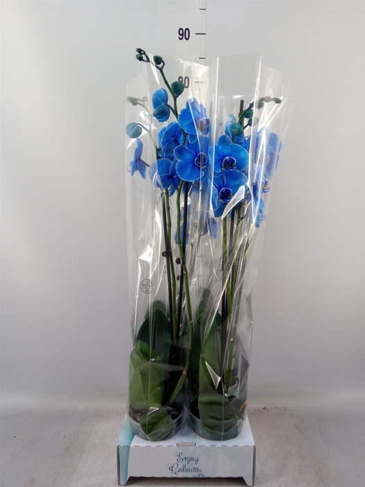 <h4>Phalaenopsis   ...</h4>