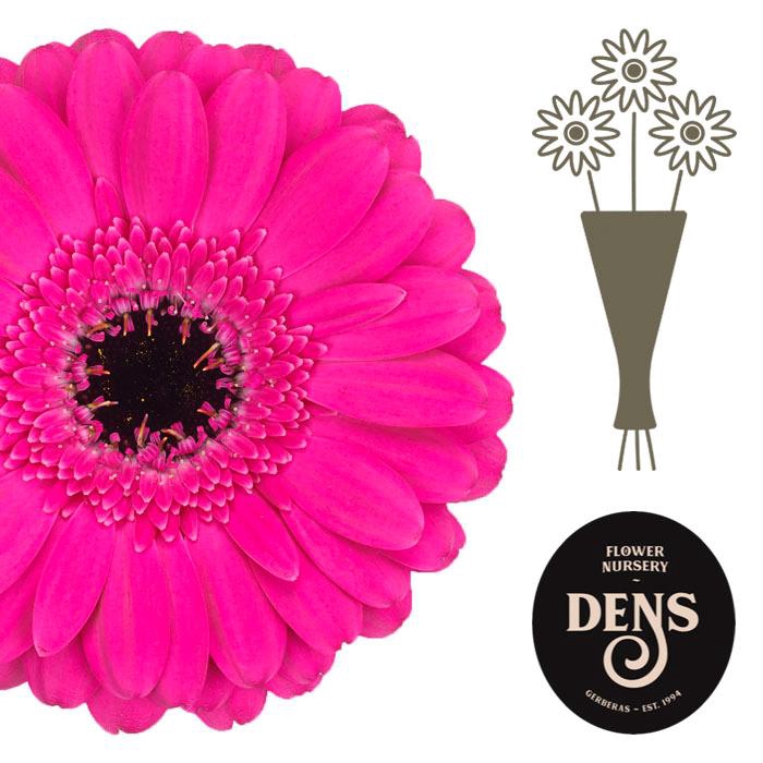 <h4>Germini Anna Water</h4>