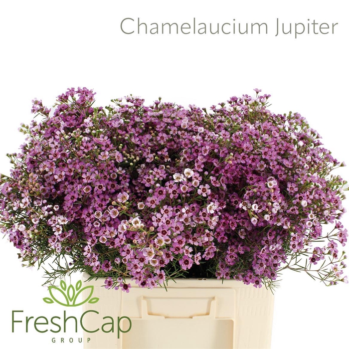 <h4>Chamelaucium Jupiter</h4>
